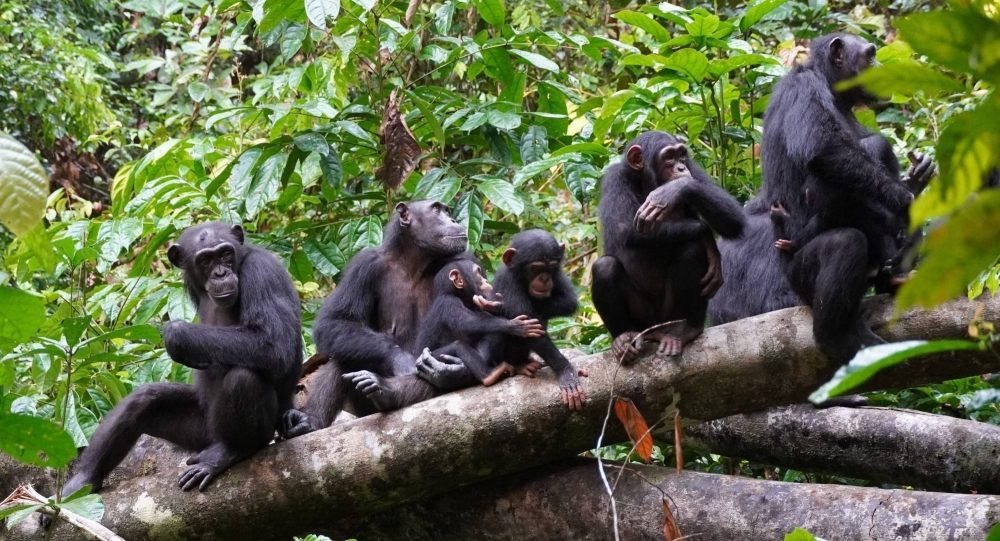 A group of chimpanzees listen to other chimpanzees heard at a distance in the West African forests of Cote d'Ivoire, studied as part of research by the Tai Chimpanzee Project, in this undated handout photograph.    