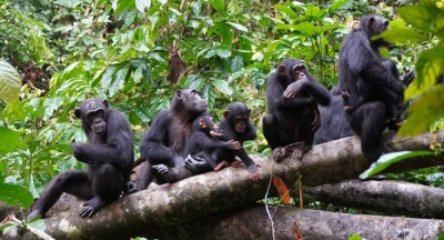 A group of chimpanzees listen to other chimpanzees heard at a distance in the West African forests of Cote d'Ivoire, studied as part of research by the Tai Chimpanzee Project, in this undated handout photograph.    
