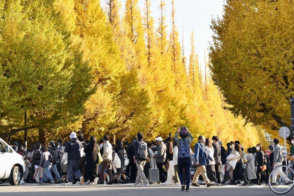 People walk past ginkgo trees in Tokyo's Meiji Jingu Gaien area in November 2022.