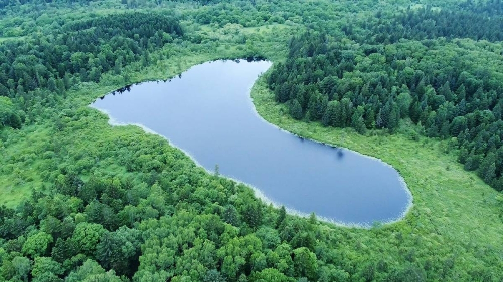 The Hokkaido Sarufutsu forest