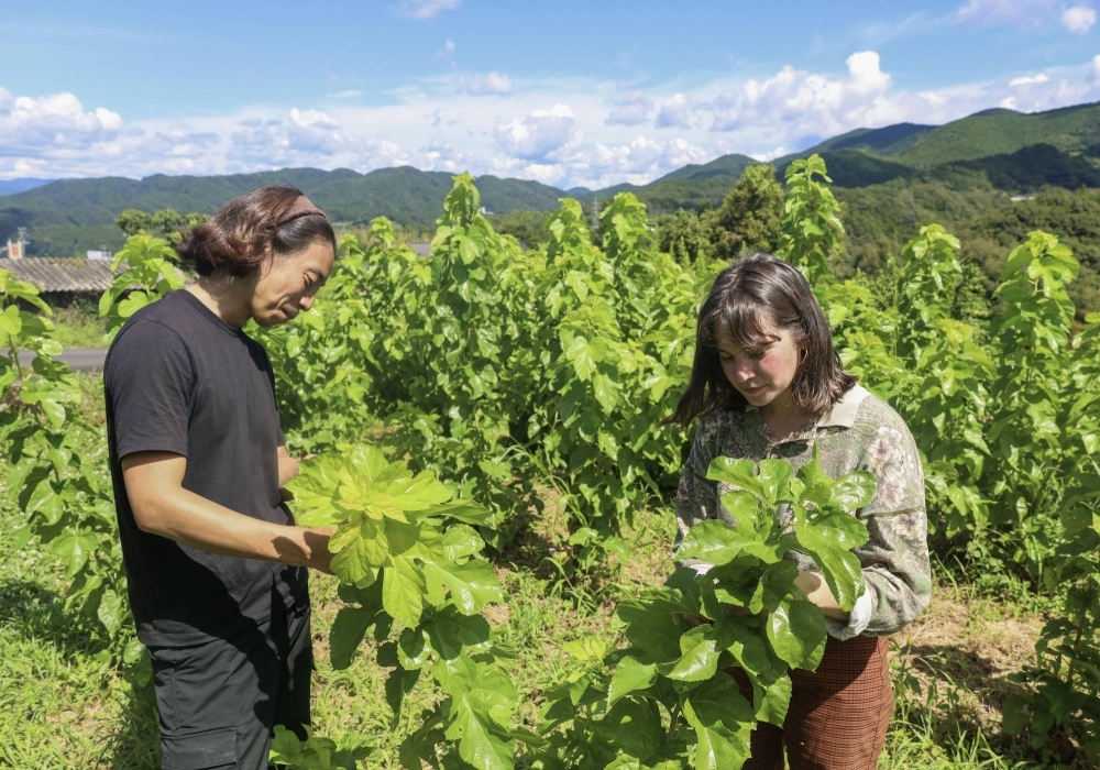 Yosuke Ishikawa (left) and Celine Veaute gather mulberry leaves during an internship at a silkworm farm in Seiyo, Ehime Prefecture, on Aug. 28.