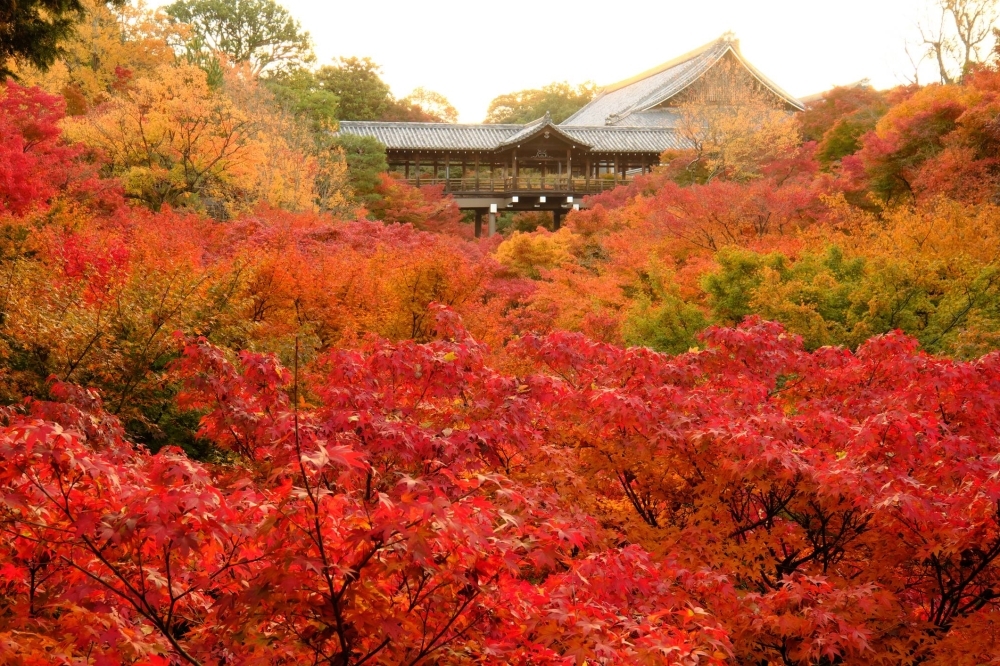 Kyoto’s Tofukuji temple is a notable place for viewing multicolored fall foliage.