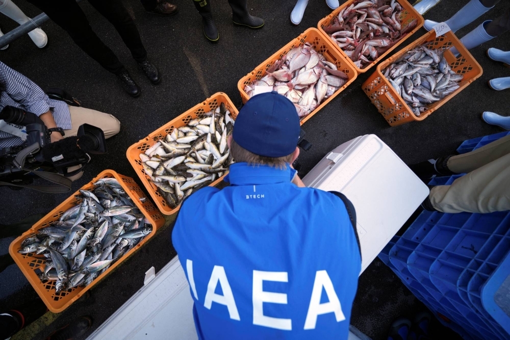 A member of the team of experts from the International Atomic Energy Agency (IAEA)  checks fish samples at Hisanohama Port in Iwaki, Fukushima Prefecture, on Oct. 19.     