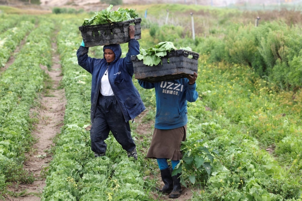 Workers harvest lettuce at a farm in Cape Town, South Africa, in January.