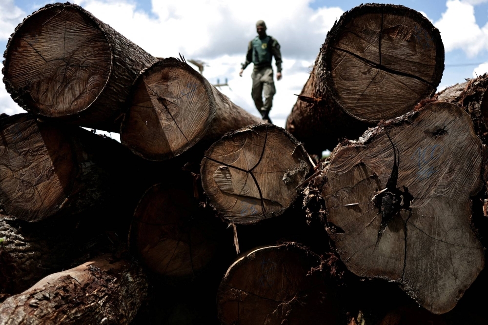 An agent inspects a tree extracted from the Amazon rainforest during an operation to combat deforestation in Para State, Brazil, on Jan. 20.