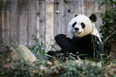A giant panda at the Smithsonian National Zoo in Washington during one of its last days on American soil. Pandas Tian Tian, Mei Xiang and Xiao Qi Ji were returned to China on Nov. 8 upon Beijing's request.