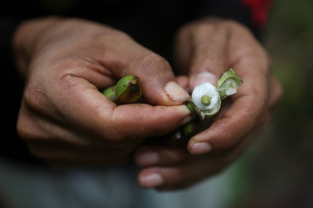 Armando Aroca, environmentalist, former guerrilla and signatory of the peace agreement between the Revolutionary Armed Forces of Colombia (FARC) and the Colombian government, holds a fruit in his hands during a seed collection day led by the Common Community Multi Active Cooperative (COMUCCOM) farm, in Puerto Guzman, Colombia.