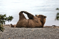 Bears doing yoga? If you’re in the city, why not? | GETTY IMAGES