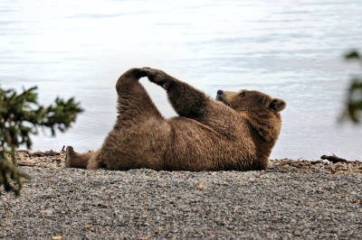 Bears doing yoga? If you’re in the city, why not?