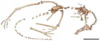 A research team including Hokkaido University scientists has discovered the skeleton of a new dinosaur that was curled up in a position like that of a sleeping modern-day bird. | Hokkaido University / via JIJI 