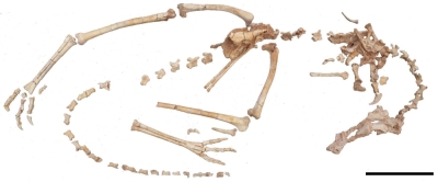 A research team including Hokkaido University scientists has discovered the skeleton of a new dinosaur that was curled up in a position like that of a sleeping modern-day bird.
