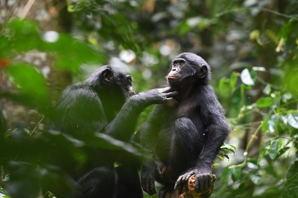 Bonobos groom each other at the Kokolopori Bonobo Reserve in the Democratic Republic of Congo. 