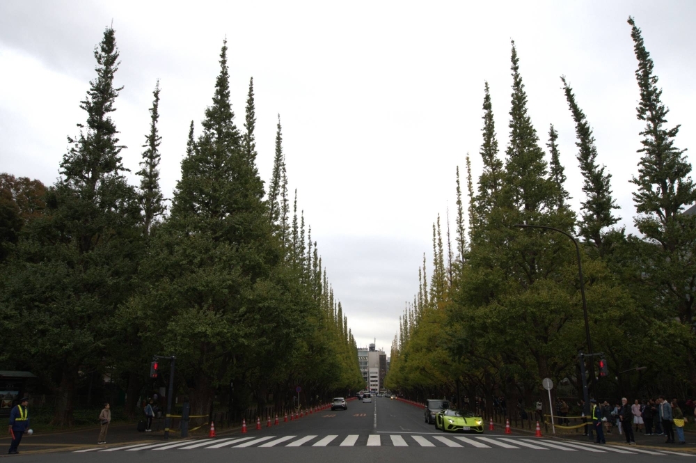 The famous row of ginkgo trees at Meiji Jingu Gaien in Tokyo is still mostly green on Nov. 12.