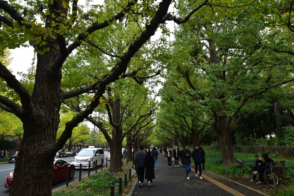 Люди гуляют под деревьями гинкго в Мэйдзи Дзингу Гайен в Токио 12 ноября.