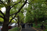 People walk under ginkgo trees at Meiji Jingu Gaien in Tokyo on Nov. 12. | Chris Russell
