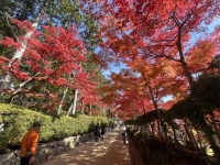 Visitors stroll through a tunnel of autumn maple leaves at Mount Koya in Wakayama Prefecture on Nov. 4. | Tomoko Otake
