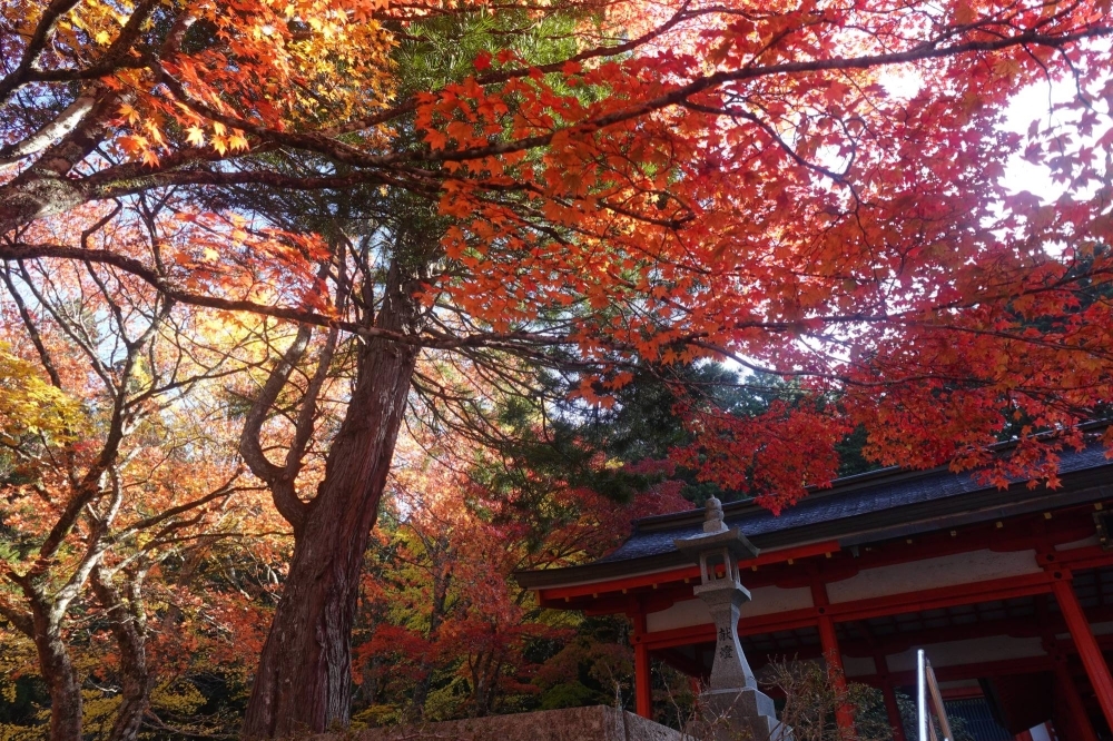 Maple trees at Mount Koya, a Buddhist settlement in Wakayama Prefecture, on Nov. 4