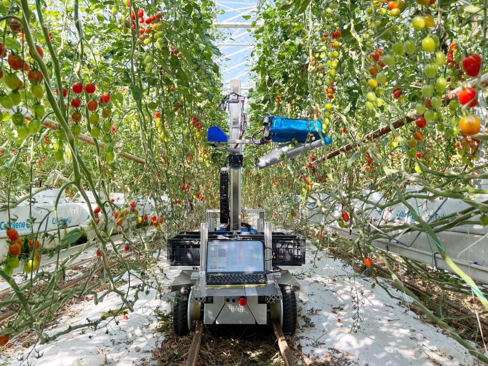 A robot that uses artificial intelligence to automatically harvest cherry tomatoes in the Netherlands