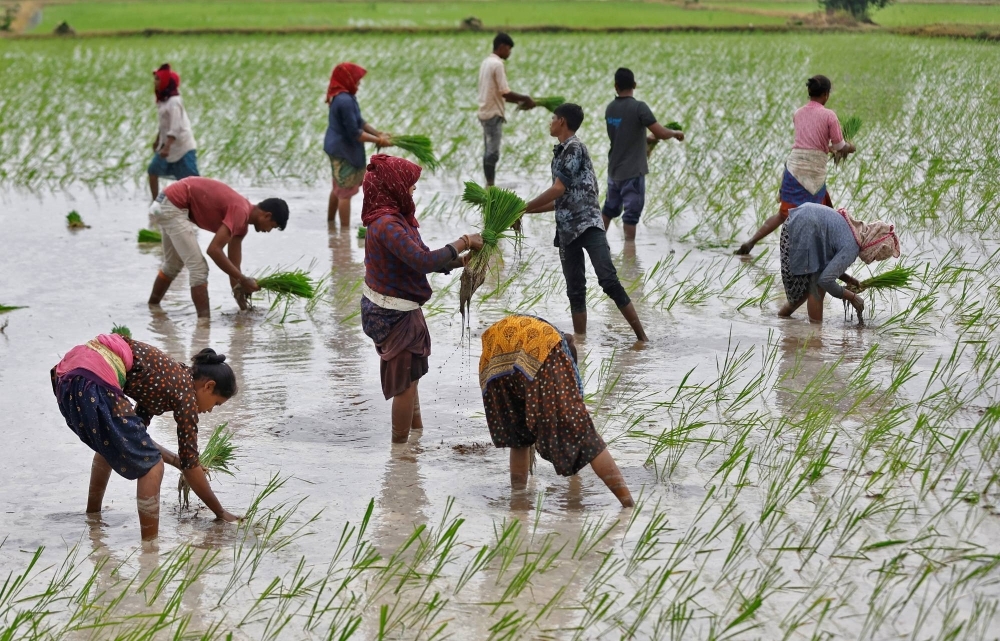 Farmers plant rice seedlings on the outskirts of Ahmedabad, India, in July.
