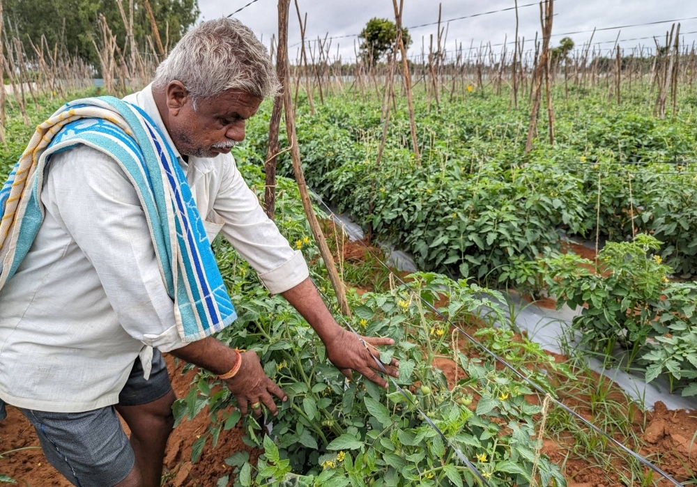 A tomato farmer shows his vines in the southern state of Karnataka, India, in July.