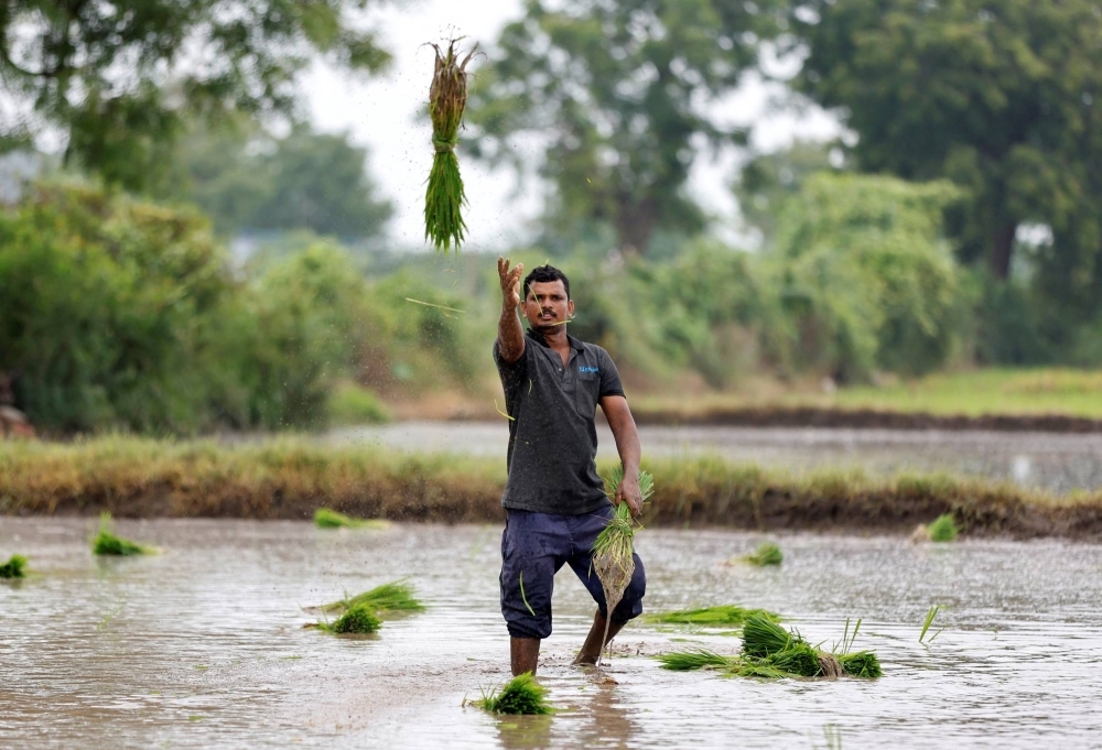 A rice farmer throws saplings for planting in a field in July.
