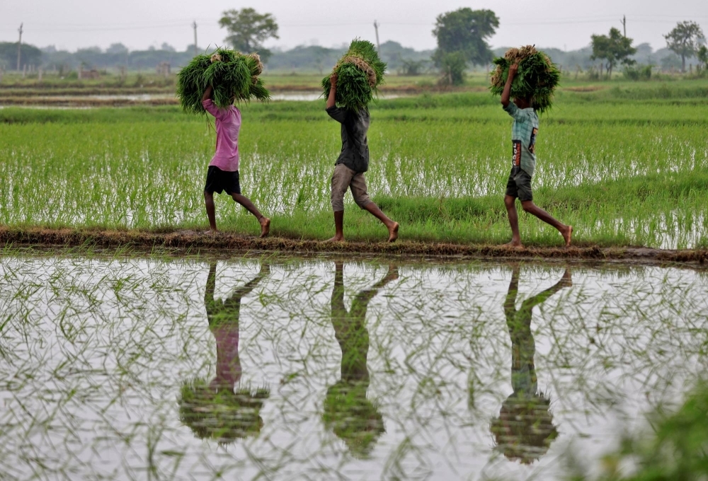 Farm workers carry rice saplings on the outskirts of Ahmedabad, India, in July.
