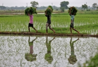 Farm workers carry rice saplings on the outskirts of Ahmedabad, India, in July. | REUTERS