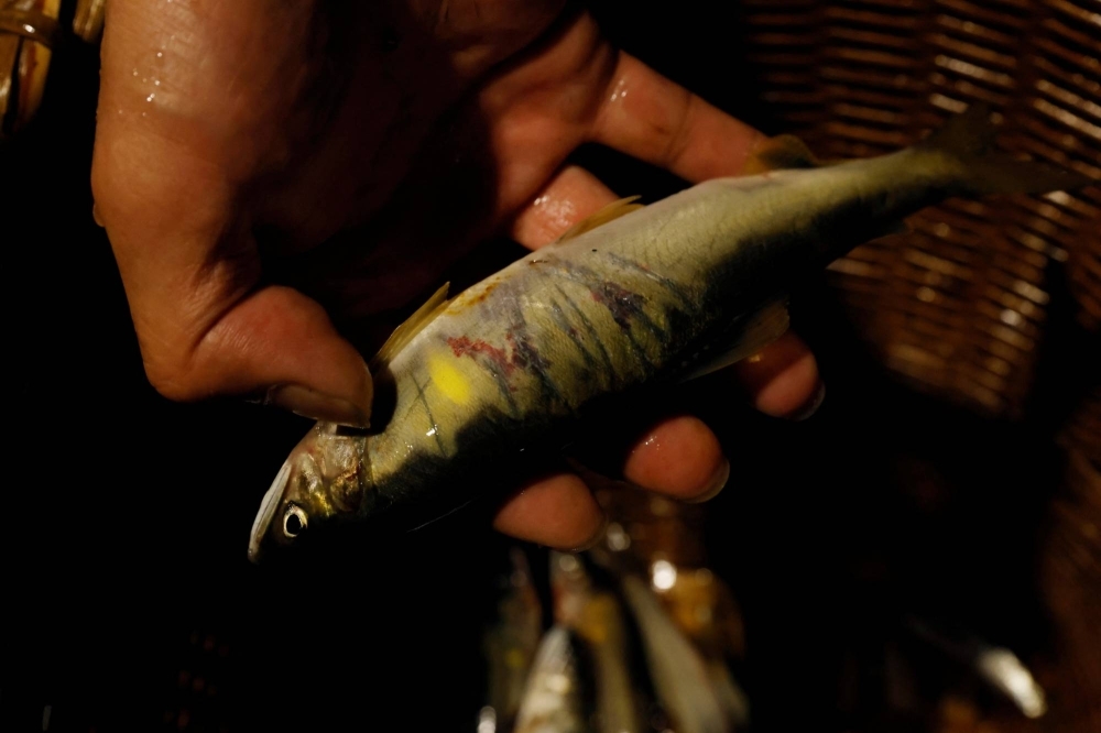 Адачи показывает следы, оставленные бакланами на речной рыбе Аю, в своем доме в Озе 8 сентября.