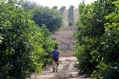 An Israeli volunteer helps farmers from Kibbutz Beeri, Israel — near the border with Gaza — to pick avocados from their land on Nov. 15.
