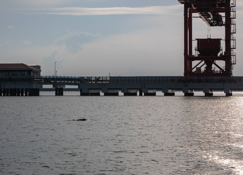 An Indo-Pacific humpback dolphin swims past coal loading docks in Steung Hav, a district in Cambodia’s Sihanoukville province.