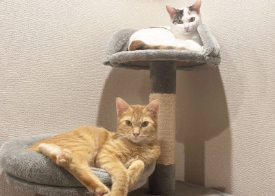 Jatz and Biscotti are best buds and hoping to find a new home together. 