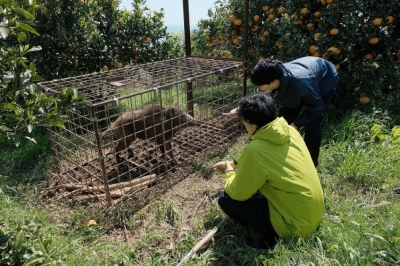 A boar captured in a project to connect farmers and young hunters