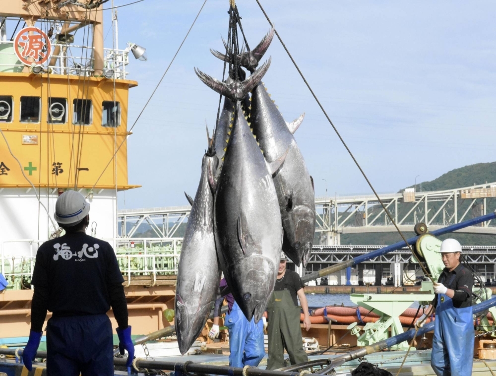 Bluefin tuna in the season's first haul at a port in Tottori Prefecture in May