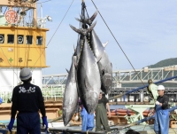 Bluefin tuna in the season's first haul at a port in Tottori Prefecture in May | Kyodo
