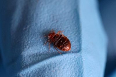 A bed bug in Paris in September