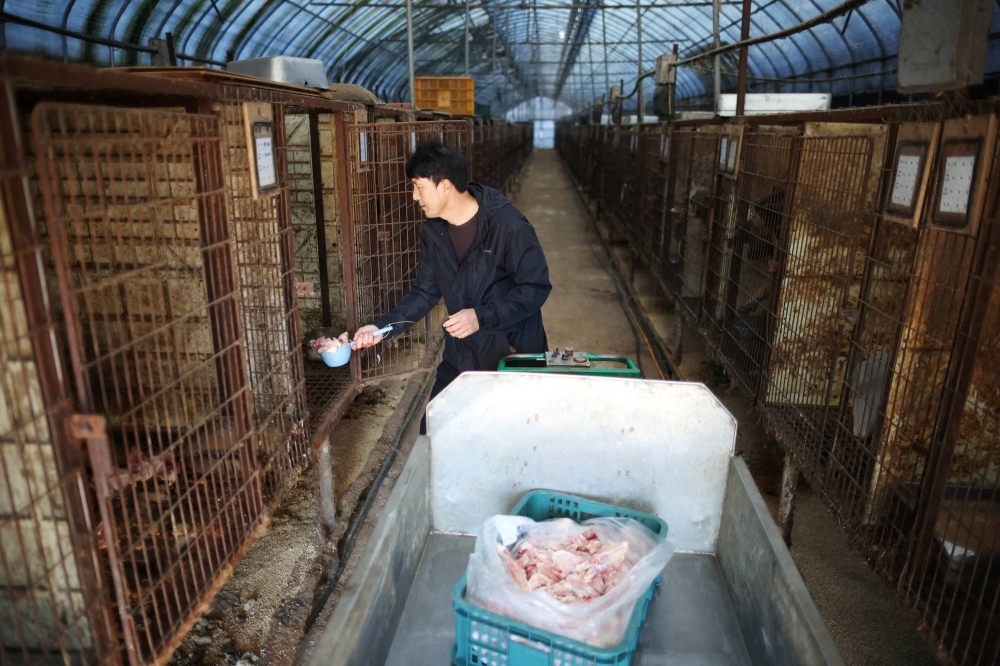 Lee Kyeong-sig, who runs a dog meat farm, feeds dogs in cages in Hwaseong, South Korea, on Tuesday.