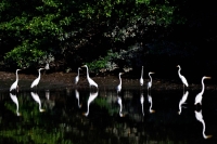 Herons in the Amazon rainforest in Para state, Brazil. | REUTERS