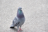Tokyo police had a veterinarian perform a postmortem on the hapless pigeon and determined its cause of death as traumatic shock. | Getty images 