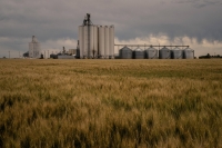 A wheat farm outside Scott City, Kansas | Loren Elliott / The New York Times