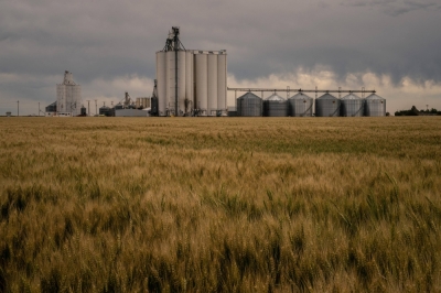 A wheat farm outside Scott City, Kansas