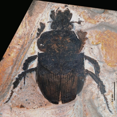 The fossil of a new species of dung beetle found during a geoscience class at Keio Senior High School