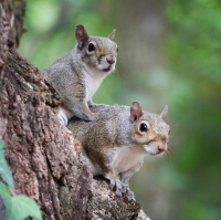 As many as 31 squirrels at the Inokashira Park Zoo in Tokyo are believed to have been accidentally killed with anti-parasitic medicine this month. | Getty Images