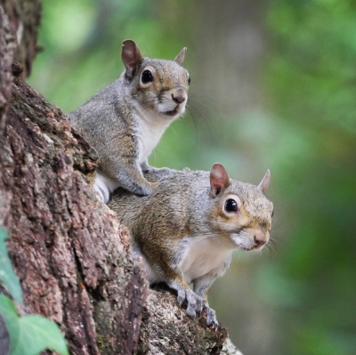As many as 31 squirrels at the Inokashira Park Zoo in Tokyo are believed to have been accidentally killed with anti-parasitic medicine this month.