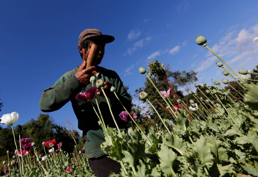 A man harvests opium as he works in an opium field outside Loikaw, Myanmar. 