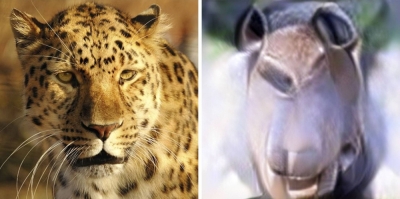 A supplied image of a leopard shown to research subjects and the image reconstructed by generative artificial intelligence using brain activity. 