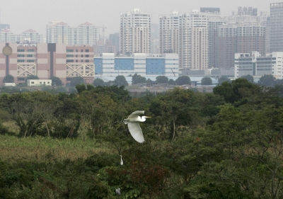 The Mai Po nature reserve in Hong Kong neighboring mainland China's southern city of Shenzhen (background).