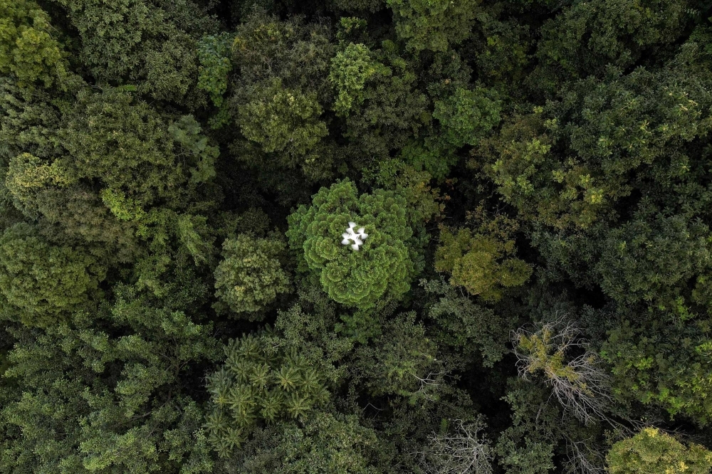 A drone conducts a forest restoration survey over a reforested area in Chiang Mai