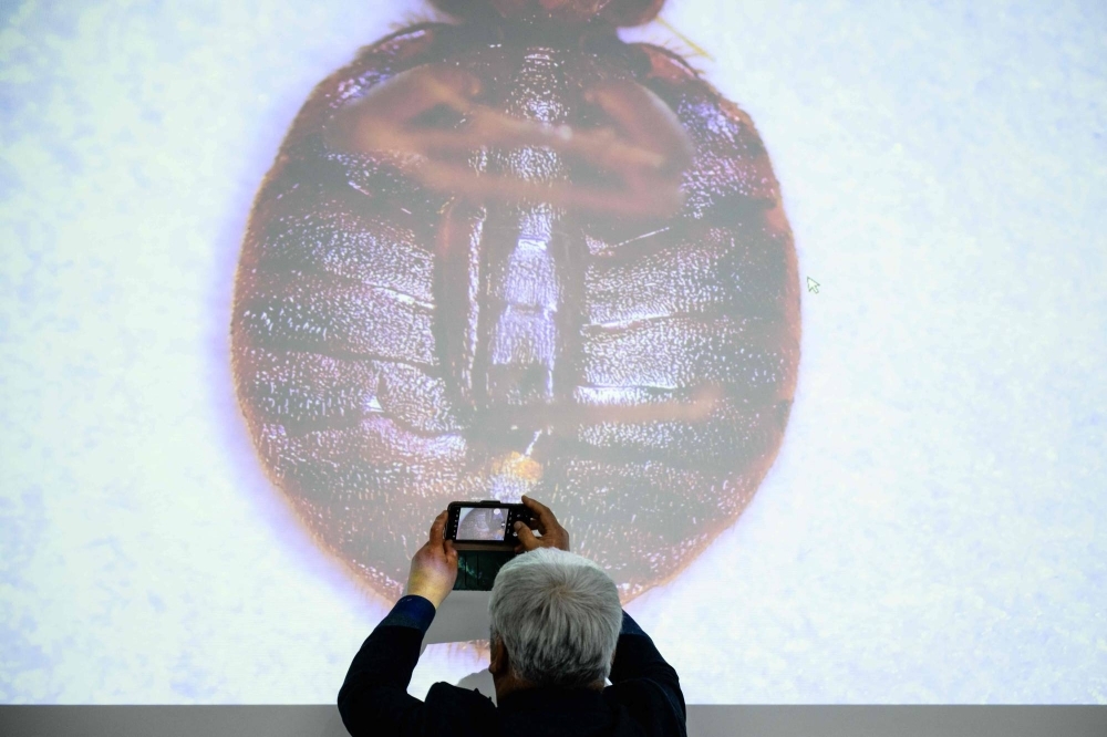 A live projection from a microscope displays a magnified image of a bedbug during a lecture on bedbug control at the Korea Pest Control Association in Seoul on Nov. 28.