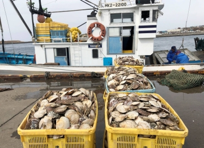 Fishermen land scallops at Nemuro Port in Nemuro, Hokkaido, in April 2022.
