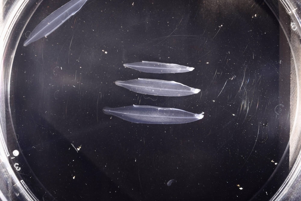 Young Japanese eels successfully hatched from the full-cycle breeding process